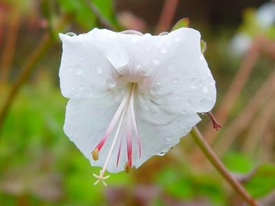 GERANIUM 'ST OLA'