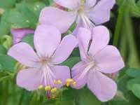 GERANIUM DALMATICUM 