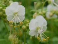 GERANIUM MACRORRHIZUM 'WHITENESS'