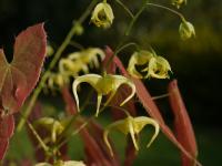 EPIMEDIUM GRANDIFLORUM KOREANUM