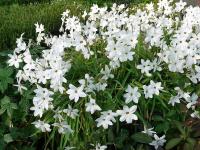 IPHEION UNIFLORUM 'ALBERTO CASTILLO'