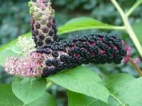 PHYTOLACCA ACINOSA