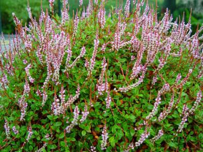 POLYGONUM VACCINIIFOLIUM