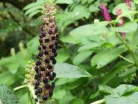 PHYTOLACCA ACINOSA