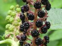 PHYTOLACCA ACINOSA