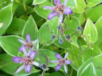 TRICYRTIS 'SAMURAI'