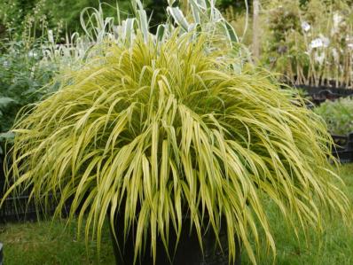 HAKONECHLOA MACRA 'AUREOLA'