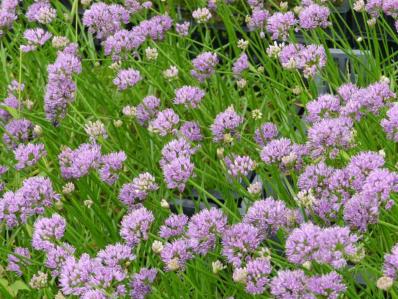 ALLIUM SENESCENS ssp MONTANUM