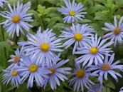 ASTER FRIKARTII