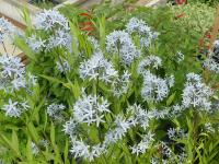 AMSONIA TABERNAEMONTANA