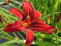 HEMEROCALLIS 'CRIMSON PIRATE'