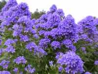 CAMPANULA LACTIFLORA 'PRICHARD'S VARIETY'