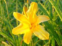 HEMEROCALLIS 'JUDGE ORR'