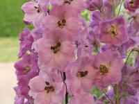 DELPHINIUM x CULTORUM 'DUSKY MAIDEN'