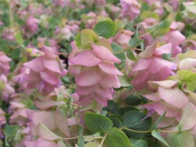 ORIGANUM 'KENT BEAUTY'