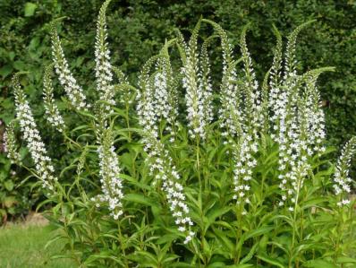 LYSIMACHIA CLETHROIDES ‘SNOW CANDLE’