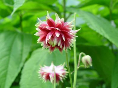 AQUILEGIA VULGARIS 'NORA BARLOW'