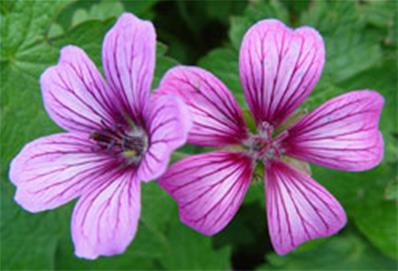 GERANIUM 'SUE CRUG'