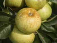 Pommier Armoise ou Reinette Marbrée