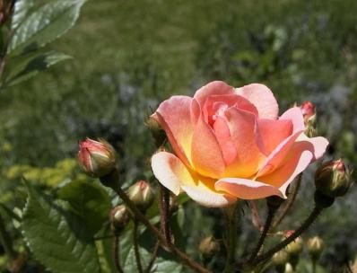 Planter un rosier grimpant