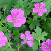 GERANIUM RIVERSLEAIANUM 'MAVIS SIMPSON'