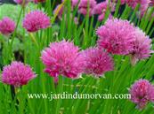 ALLIUM 'FORESCATE'