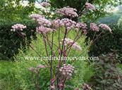 ANGELICA GIGAS ATROPURPUREA'