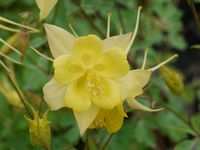 AQUILEGIA CHRYSANTHA 'DENVER GOLD'