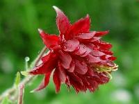 AQUILEGIA VULGARIS VAR. STELLATA 'RUBY PORT'