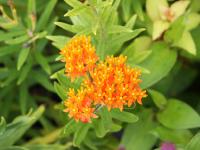 ASCLEPIAS TUBEROSA