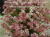 ASTER RUGULOSUS 'ASRUGO'