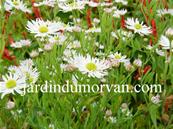 BOLTONIA ASTEROIDES 'SNOWBANK'