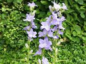 CAMPANULA LATILOBA