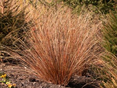 CAREX BUCHANIANII 'RED ROOSTER'