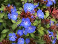 CERATOSTIGMA WILLMOTTIANUM