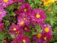 CHRYSANTHEMUM 'HERBSTKUSS'