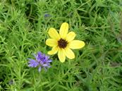 COREOPSIS TRIPTERIS