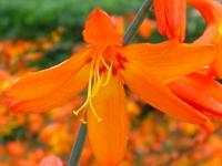 CROCOSMIA x CROCOSMIFLORA