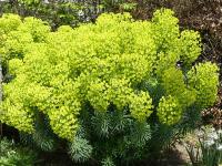 EUPHORBIA CHARACIAS SSP WULFENII