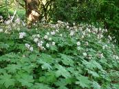 GERANIUM MACRORRHIZUM 'ALBUM'