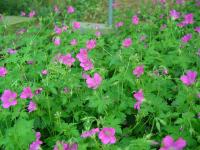 GERANIUM OXONIANUM 'SUMMER SURPRISE'