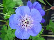 GERANIUM 'ROZANNE' (= GERANIUM JOLLY BEE')