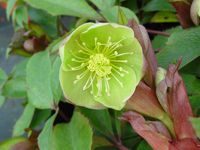 HELLEBORUS x STERNII 
