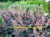 HEUCHERA 'PALACE PURPLE'