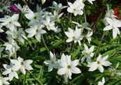 IPHEION UNIFLORUM 'ALBERTO CASTILLO'