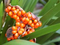 IRIS FOETIDISSIMA