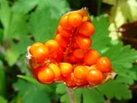 IRIS FOETIDISSIMA