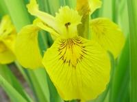 IRIS PSEUDACORUS 'VARIEGATA'