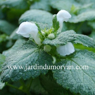 LAMIUM MACULATUM WHITE NANCY' (166)