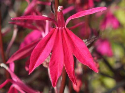 LOBELIA 'RUSSIAN PRINCESS'